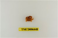 藏品(礁石假團扇蟹)的圖片